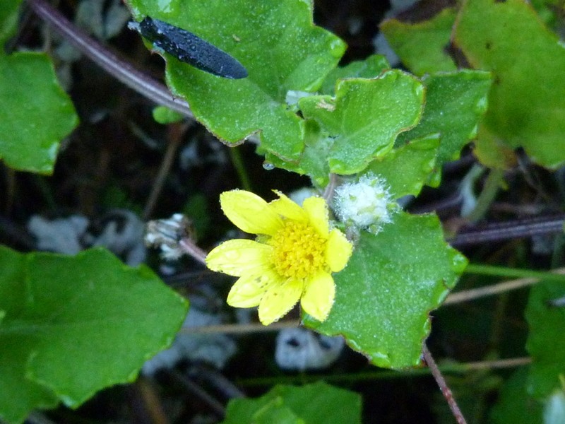 Arctotis perfoliata photo 7