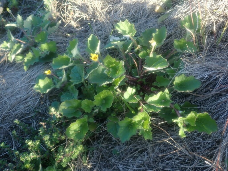 Arctotis perfoliata photo 8