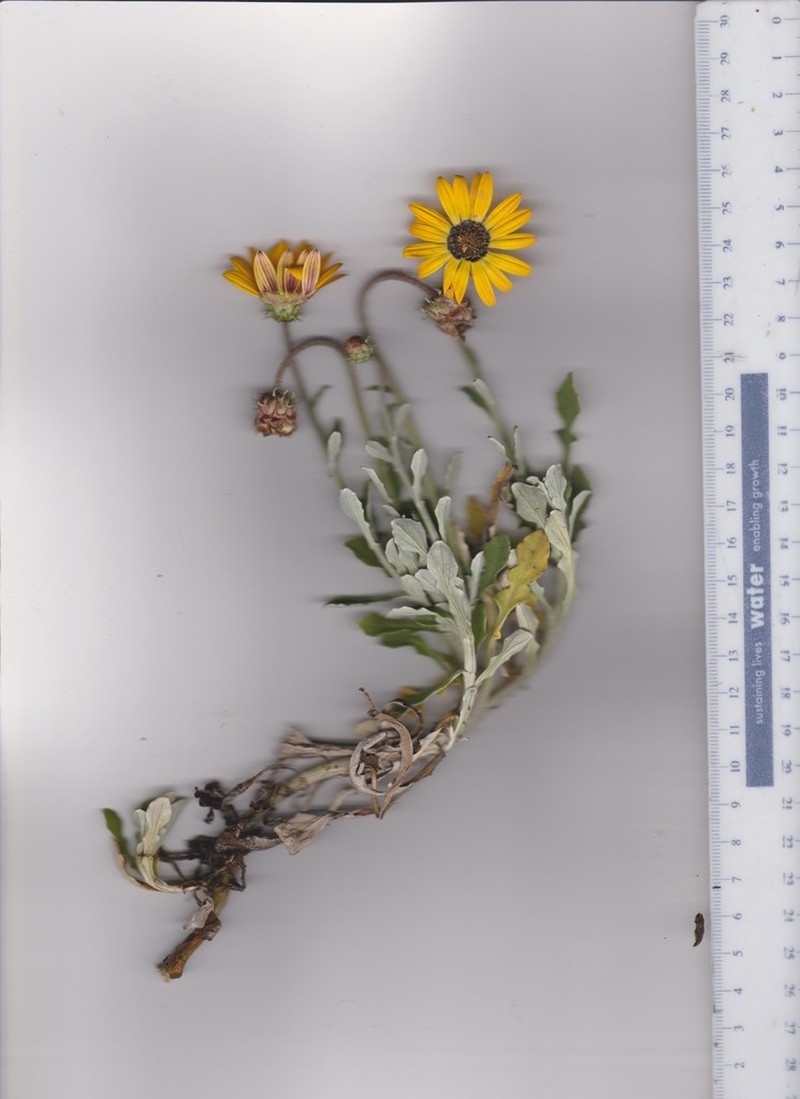 Arctotis pinnatifida