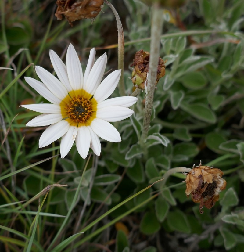 Arctotis pinnatifida photo 2
