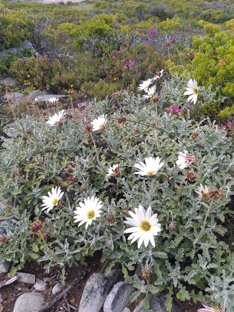 Arctotis pinnatifida photo 3