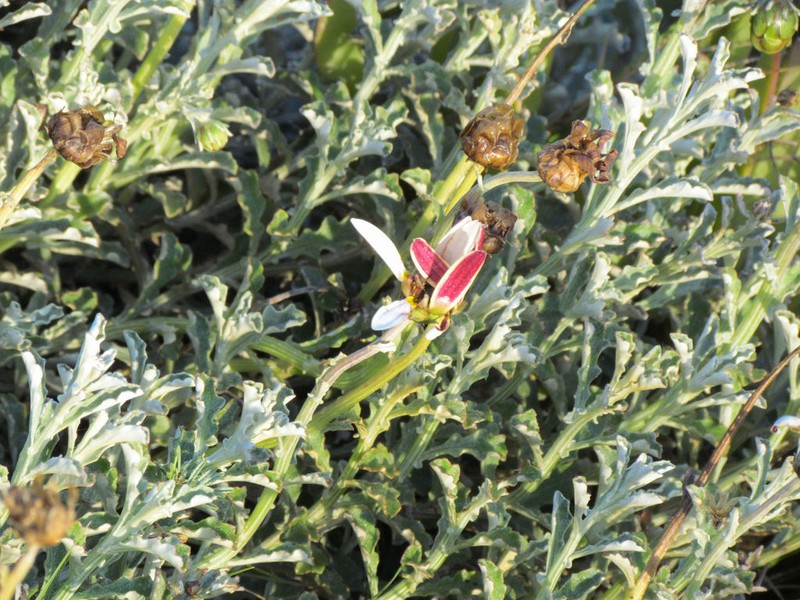 Arctotis pinnatifida photo 4