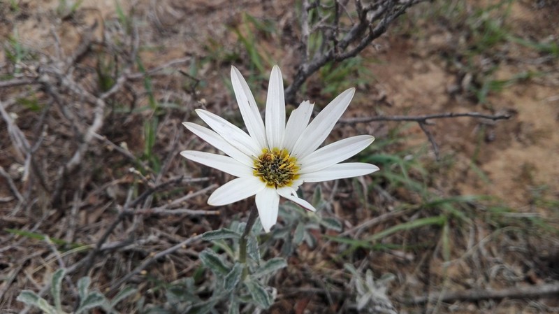 Arctotis pinnatifida photo 5