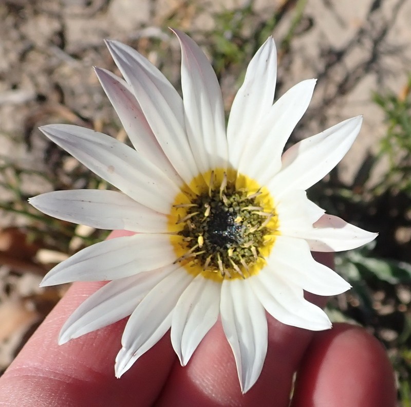 Arctotis pinnatifida photo 6