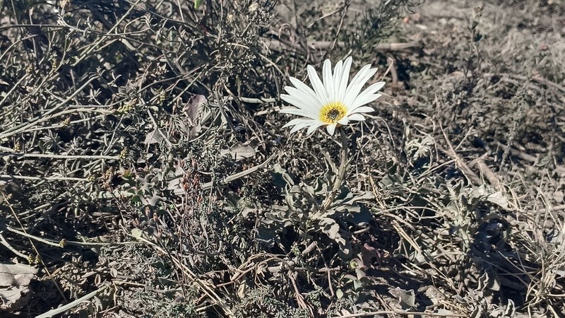 Arctotis pinnatifida photo 7