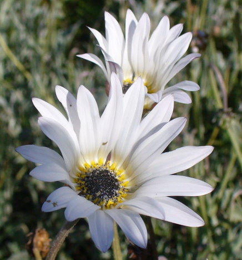 Arctotis pinnatifida photo 8