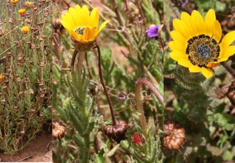 Arctotis reptans photo 3
