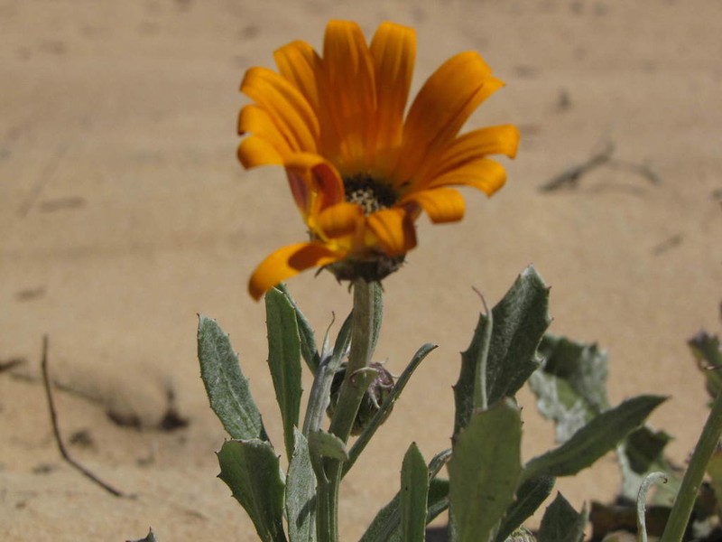 Arctotis reptans photo 4