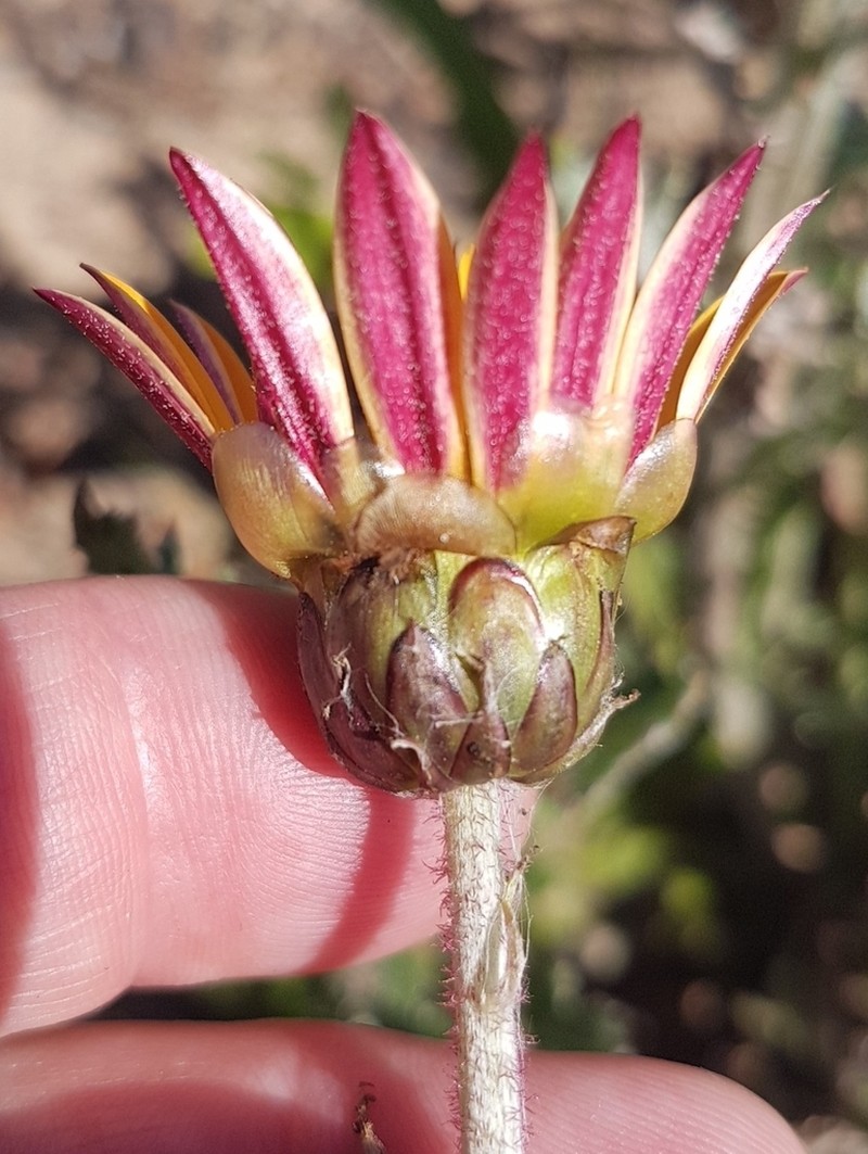 Arctotis reptans photo 5