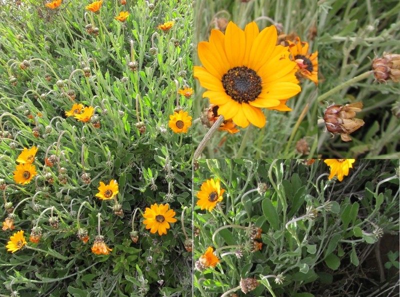 Arctotis reptans photo 6