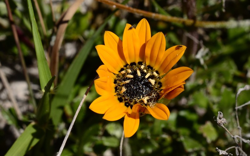 Arctotis reptans photo 2