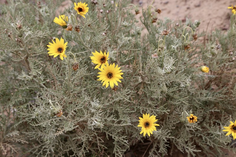 Arctotis revoluta