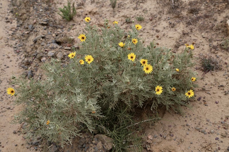 Arctotis revoluta photo 2
