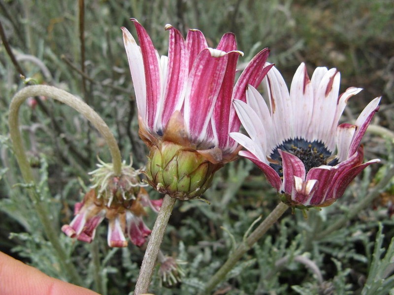Arctotis revoluta photo 6