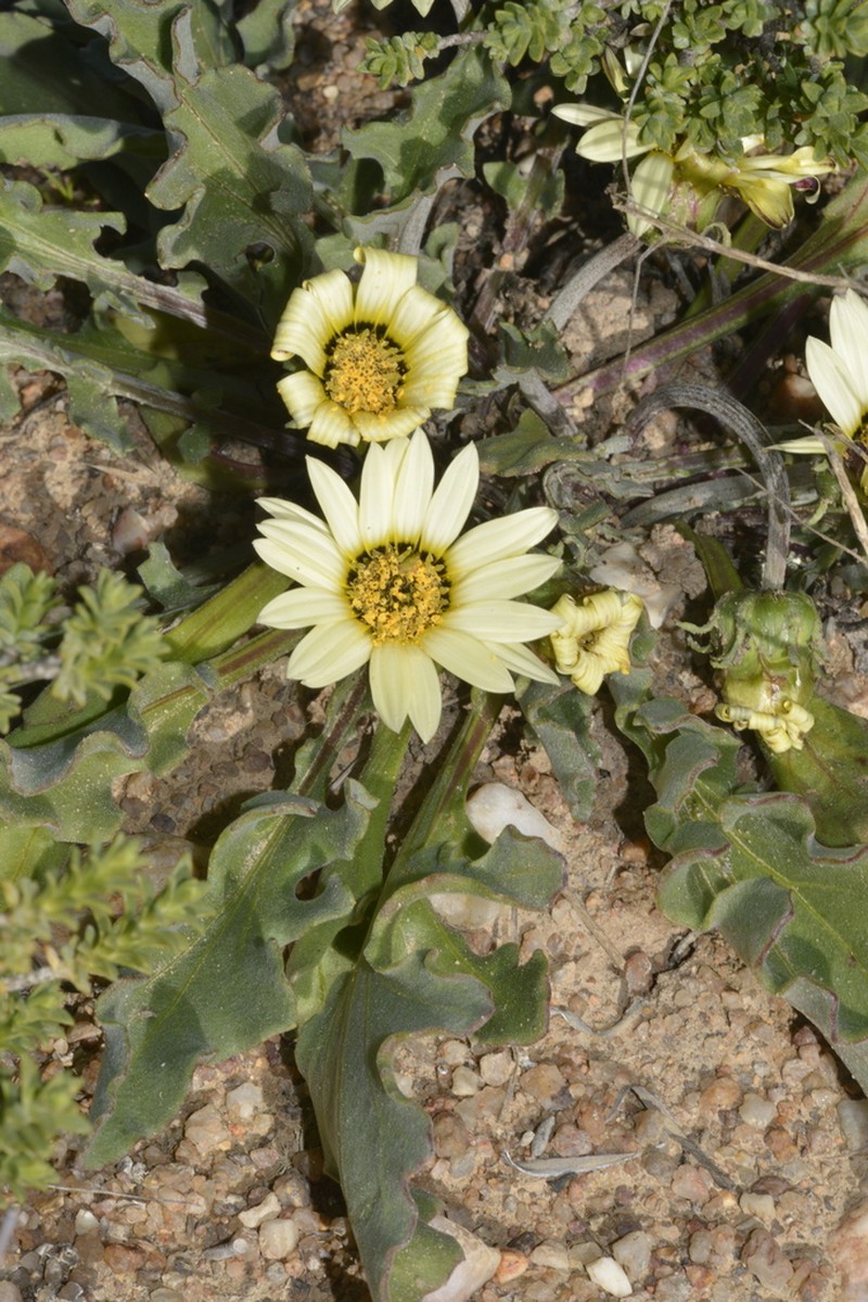 Arctotis roodae photo 3
