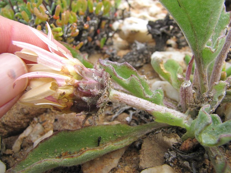 Arctotis roodae photo 4