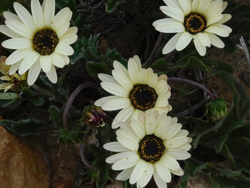 Arctotis roodae photo 6