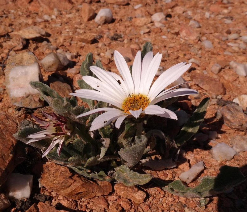Arctotis roodae