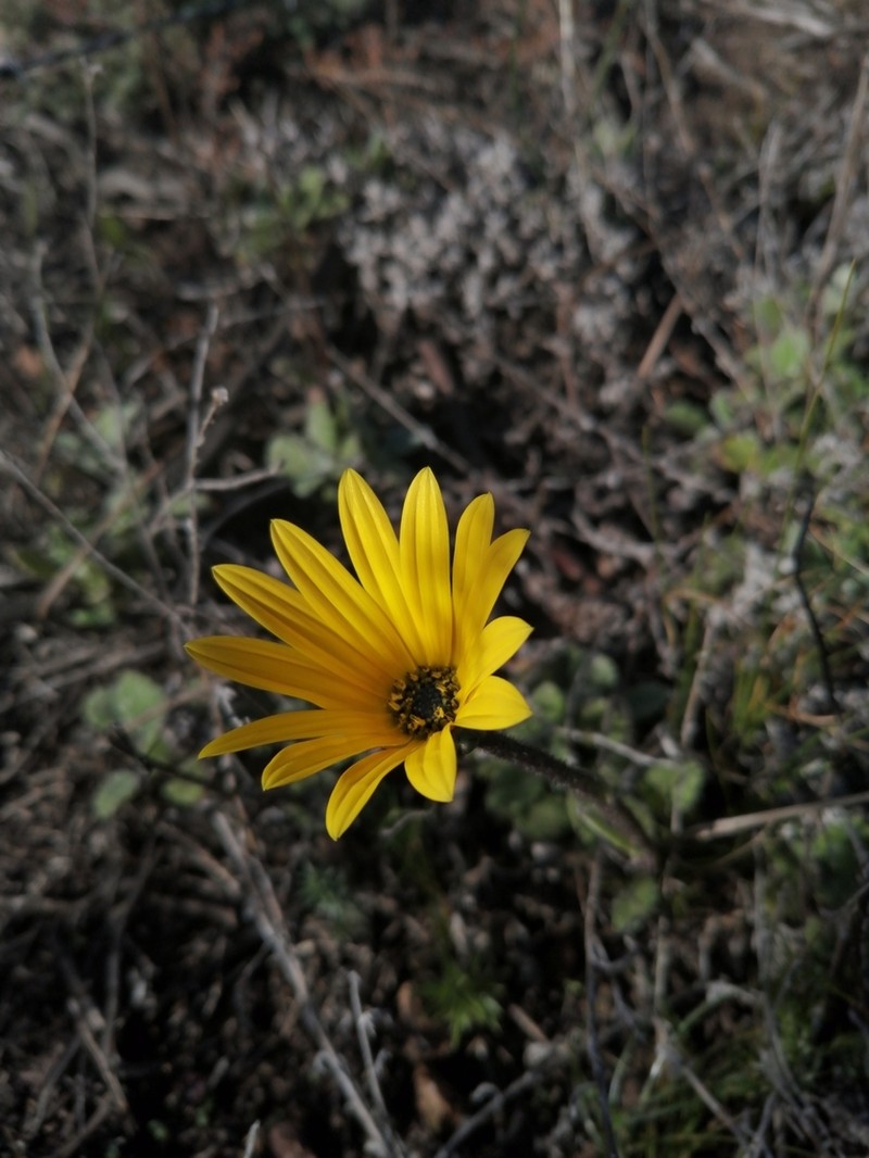 Arctotis rotundifolia