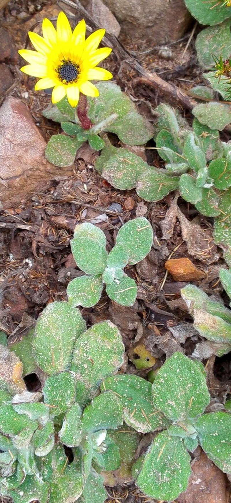 Arctotis rotundifolia photo 2