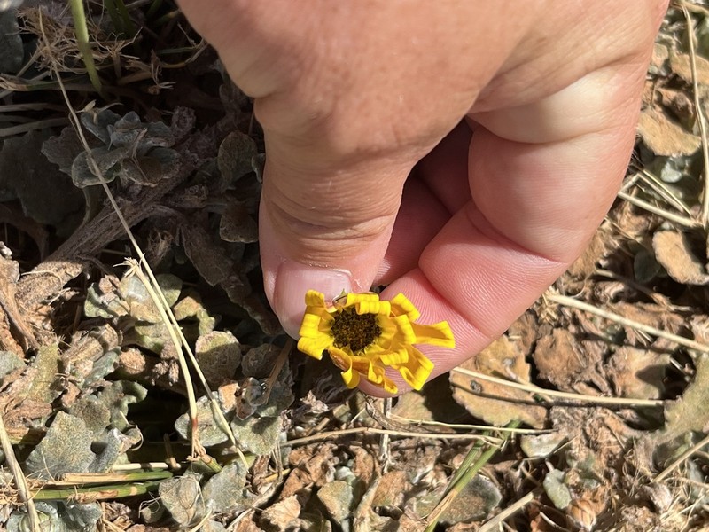 Arctotis rotundifolia photo 3