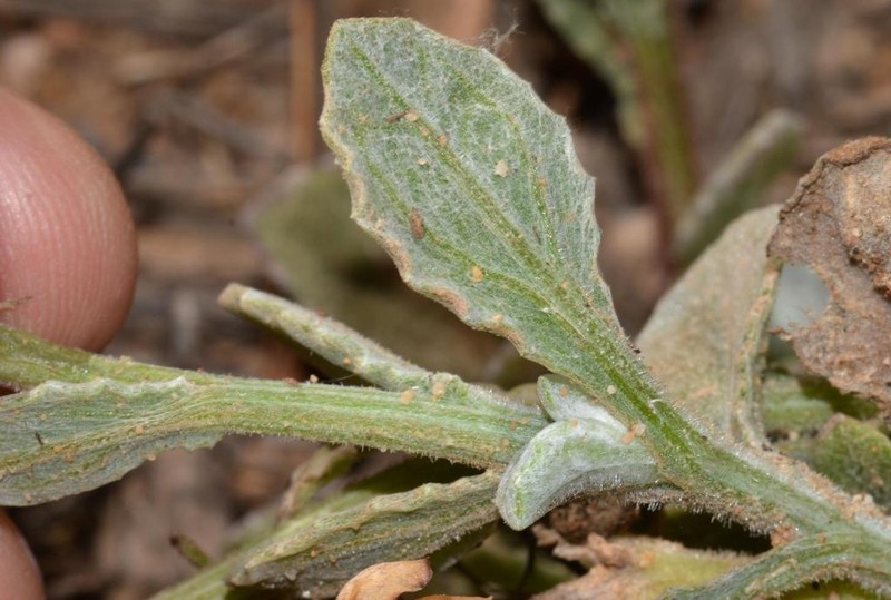 Arctotis rotundifolia photo 4
