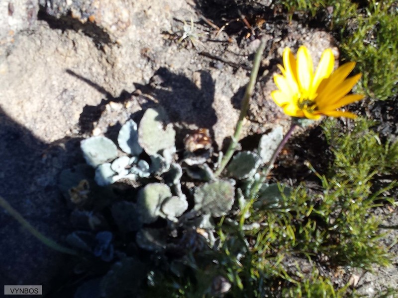 Arctotis rotundifolia photo 5