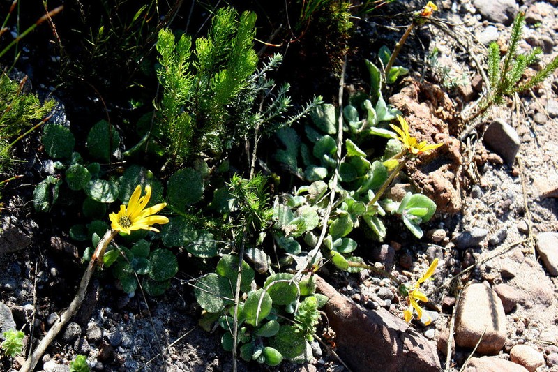 Arctotis rotundifolia photo 6