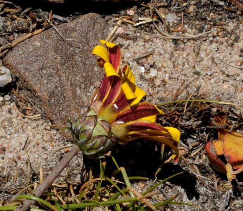 Arctotis rotundifolia photo 8