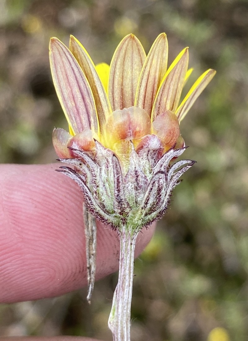 Arctotis scabra