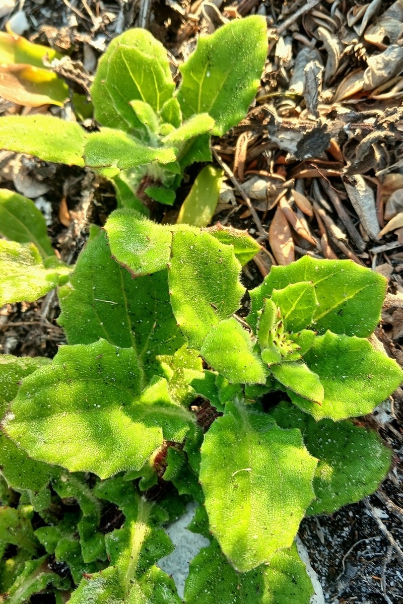 Arctotis scabra photo 3