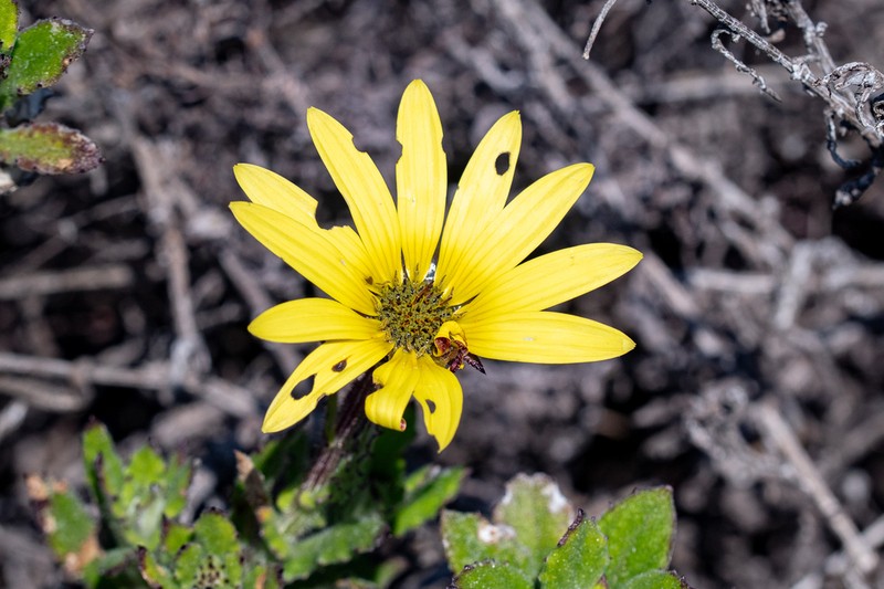 Arctotis scabra photo 4