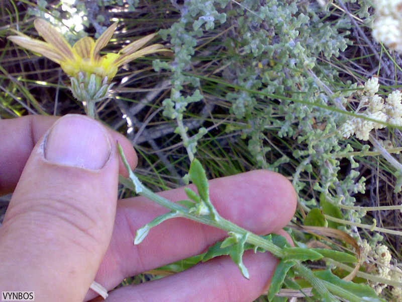 Arctotis scabra photo 5