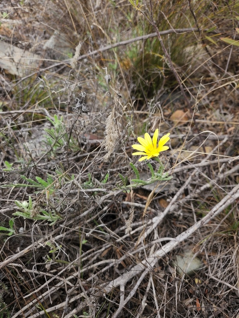 Arctotis scabra photo 6