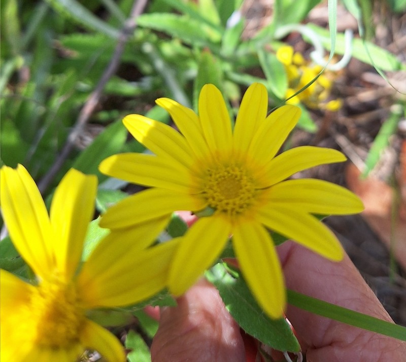 Arctotis scabra photo 8