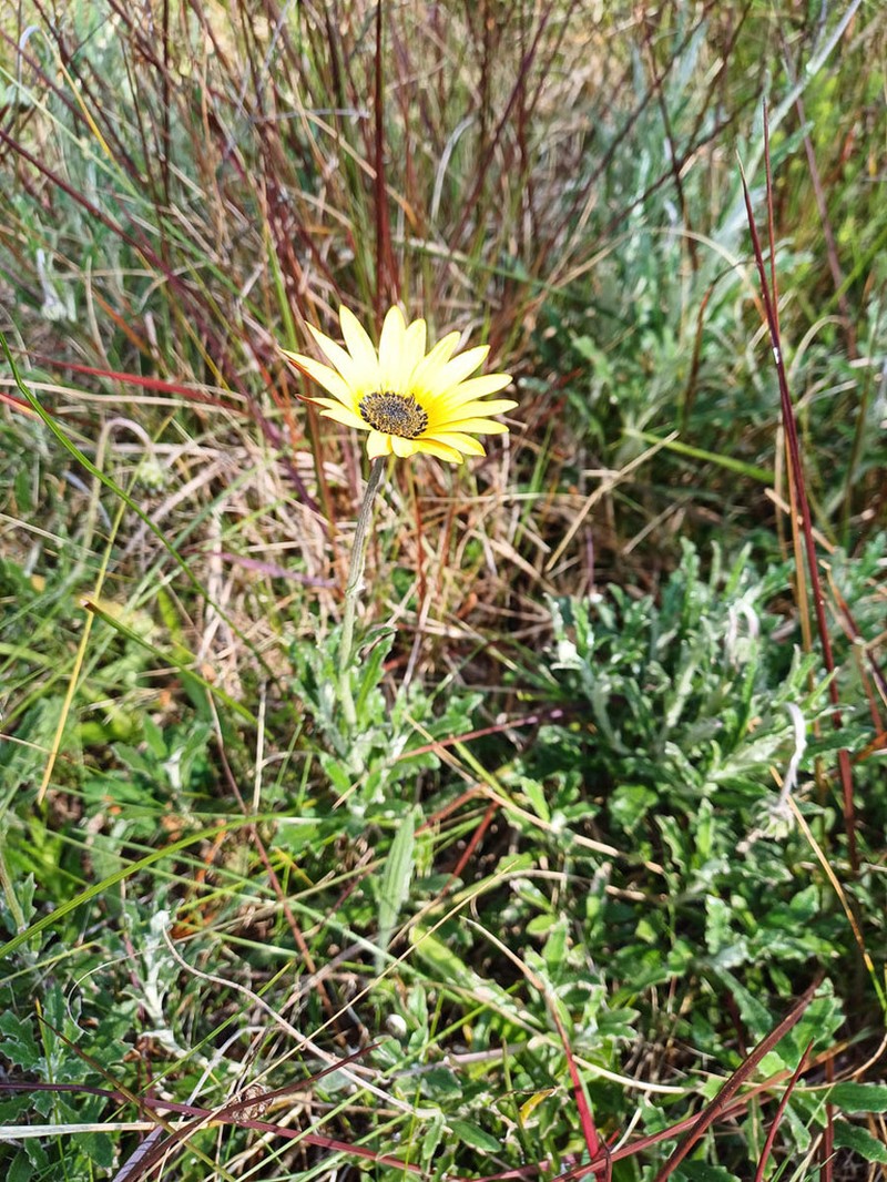 Arctotis schlechteri photo 2