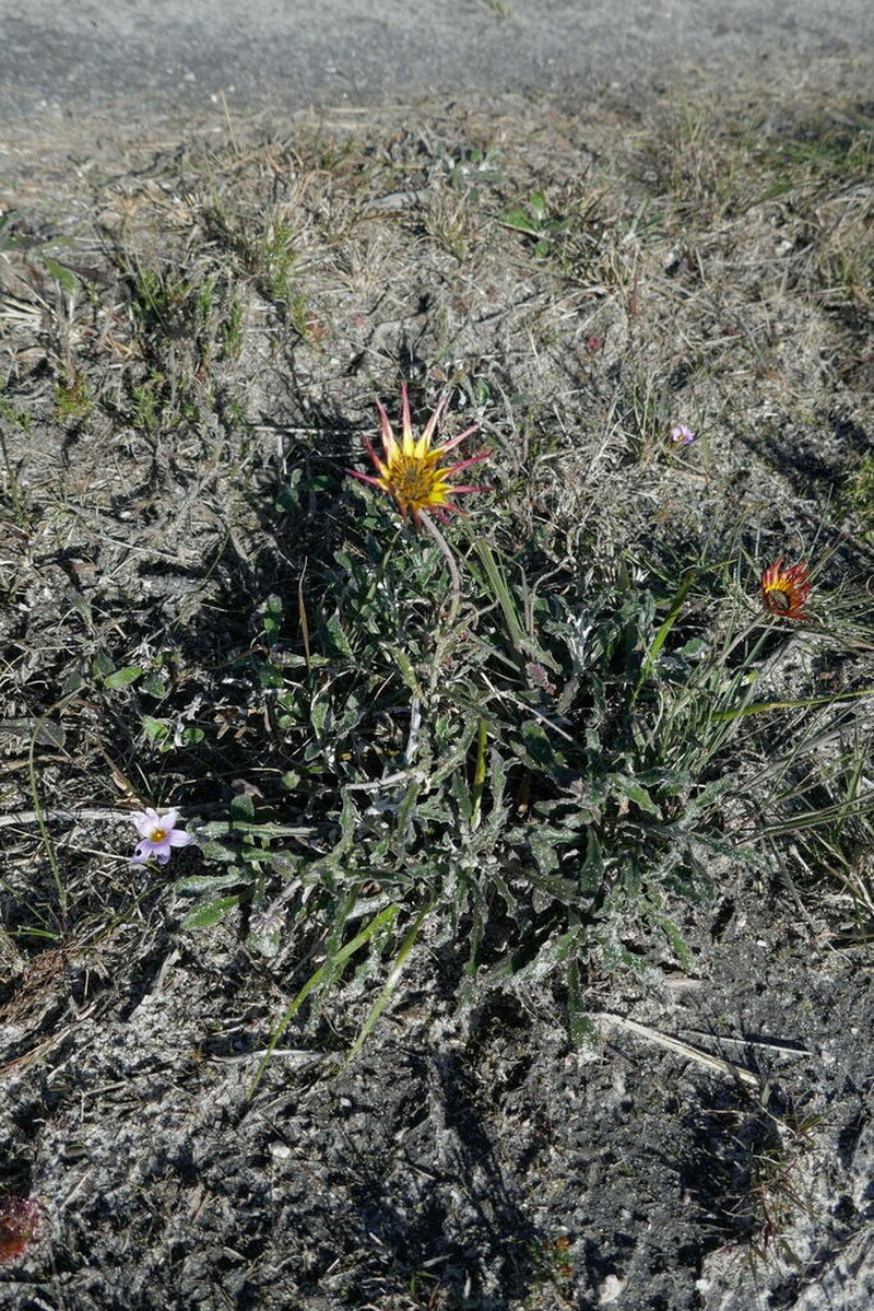 Arctotis schlechteri photo 4