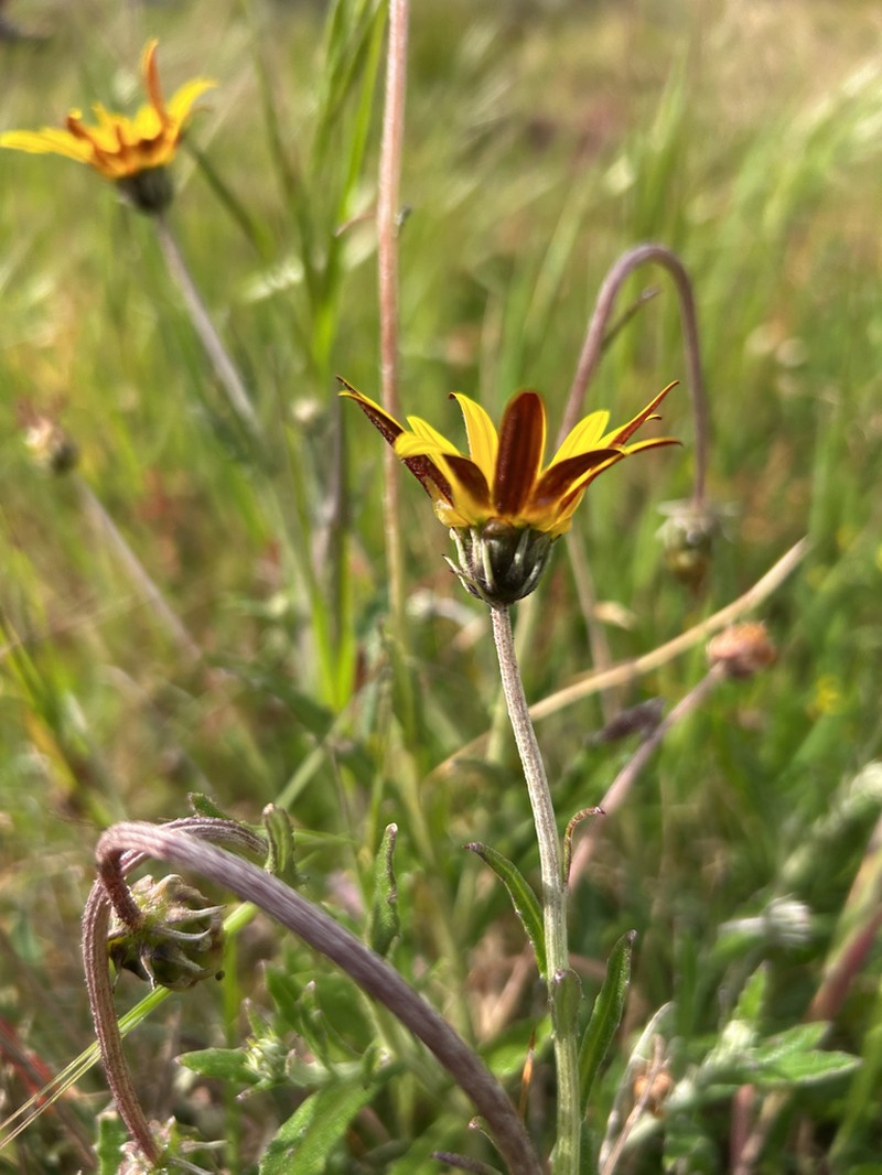 Arctotis schlechteri photo 5