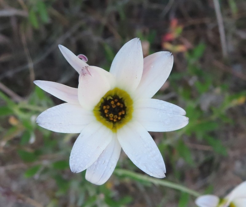 Arctotis schlechteri photo 6