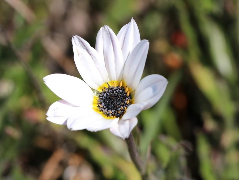 Arctotis schlechteri photo 8