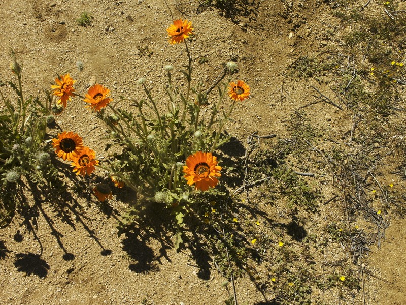 Arctotis spinulosa