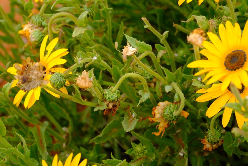Arctotis spinulosa photo 4