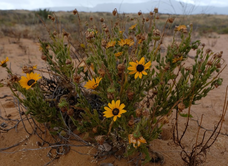 Arctotis spinulosa photo 5