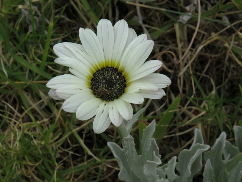 African Daisy photo 4