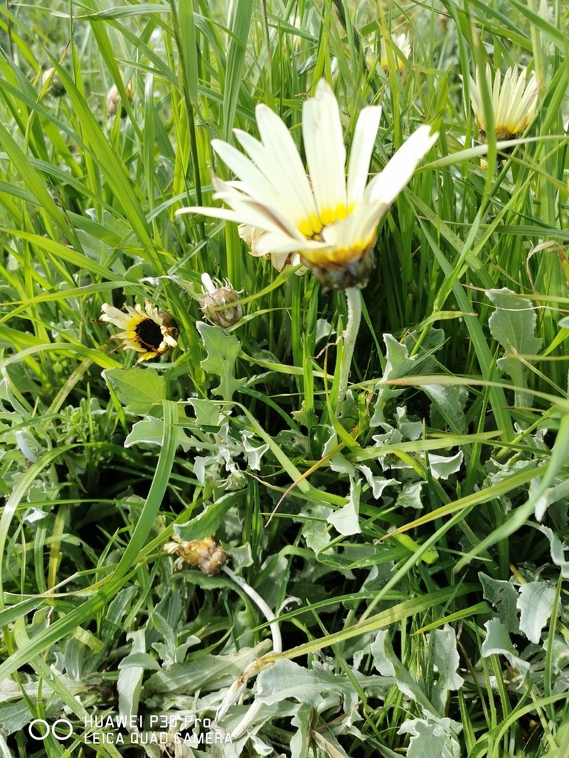 African Daisy photo 7