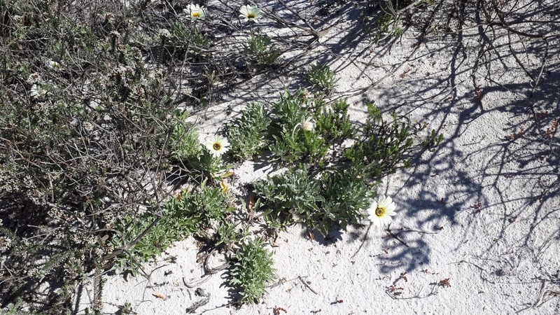 African Daisy photo 8