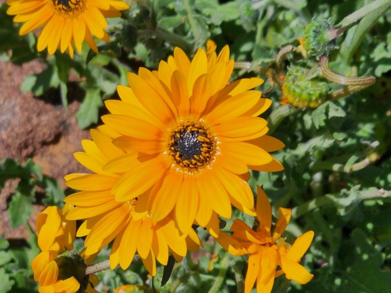 Arctotis subacaulis