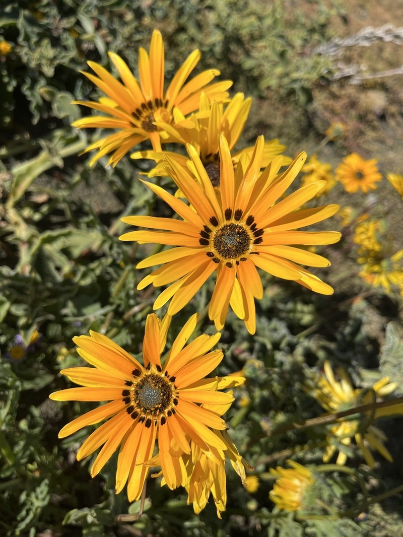 Arctotis subacaulis photo 2