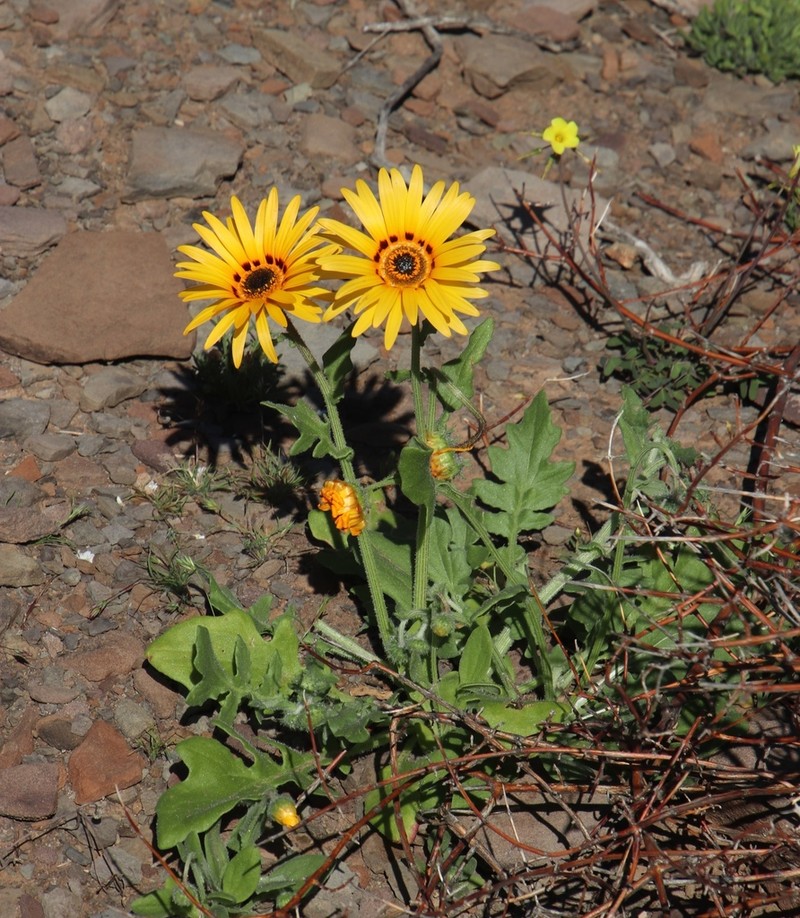 Arctotis subacaulis photo 4