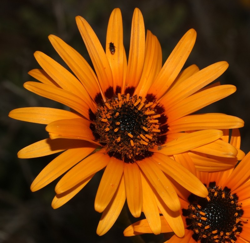 Arctotis subacaulis photo 5